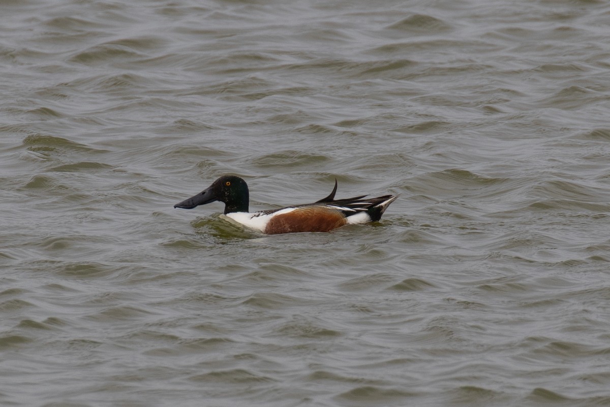 Northern Shoveler - Christine Mason