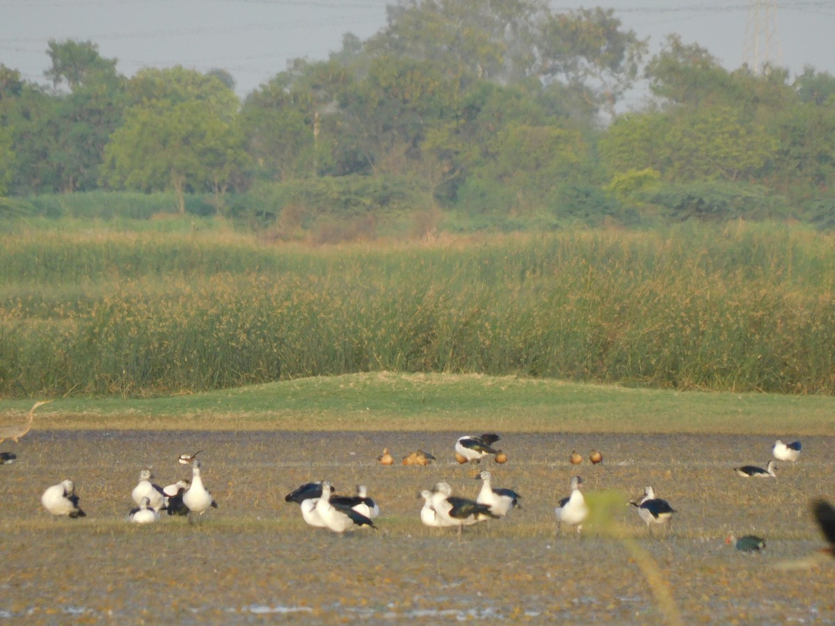 Knob-billed Duck - Prasath Selvaraj