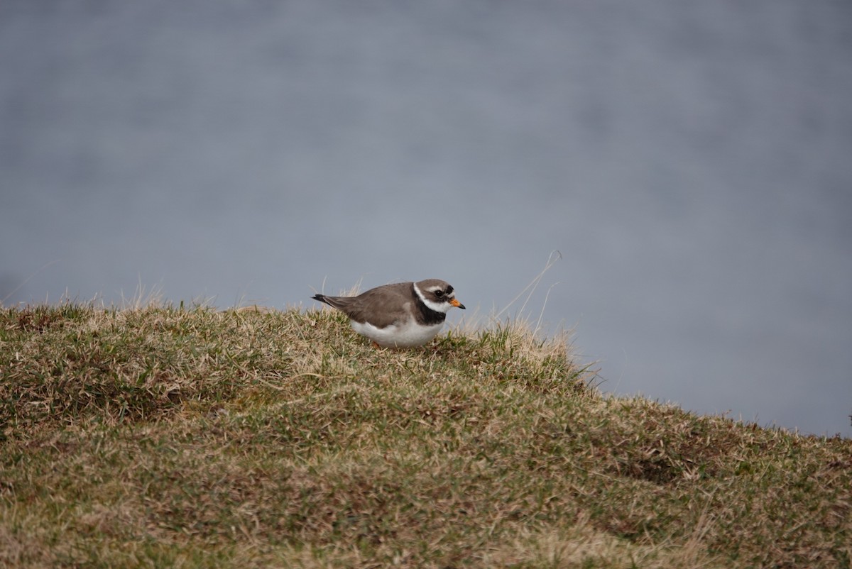 Common Ringed Plover - ML618157102