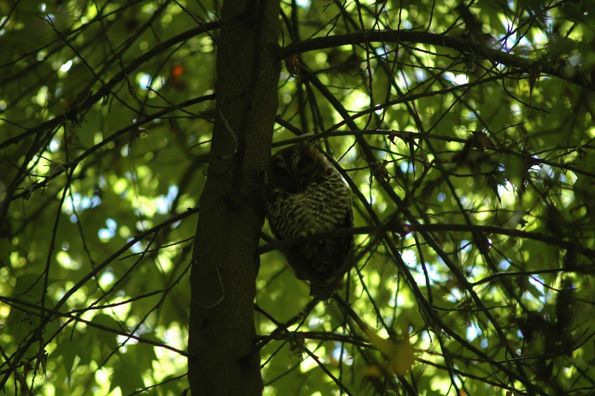 Rufous-banded Owl - Francisco Sornoza