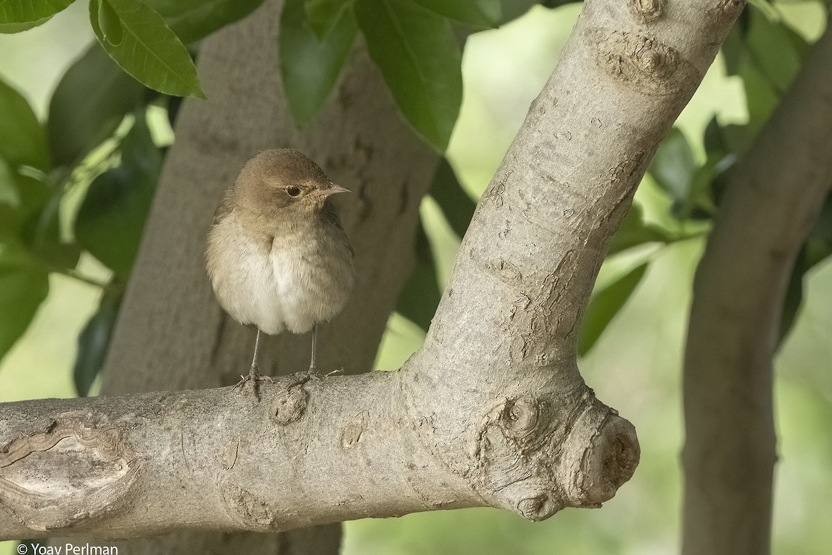 Thrush Nightingale - Yoav Perlman