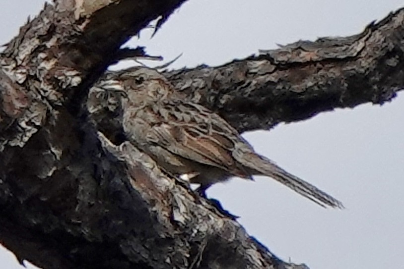 Bachman's Sparrow - ML618157185