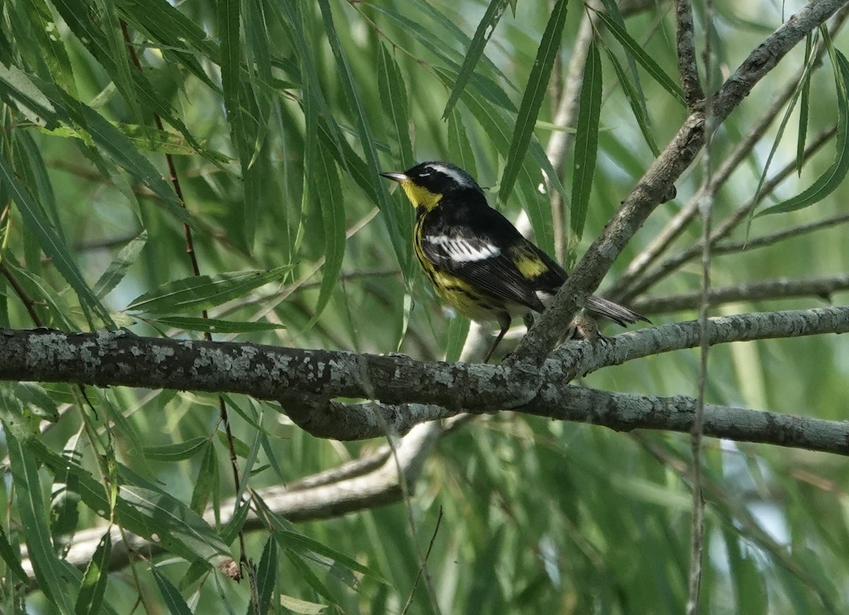 Magnolia Warbler - Lauren Stranahan