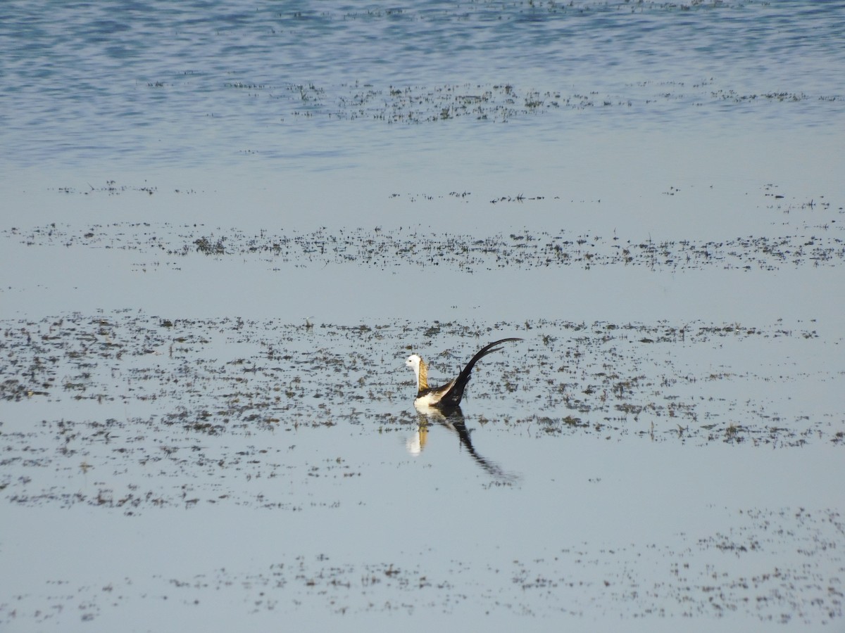 Pheasant-tailed Jacana - Prasath Selvaraj