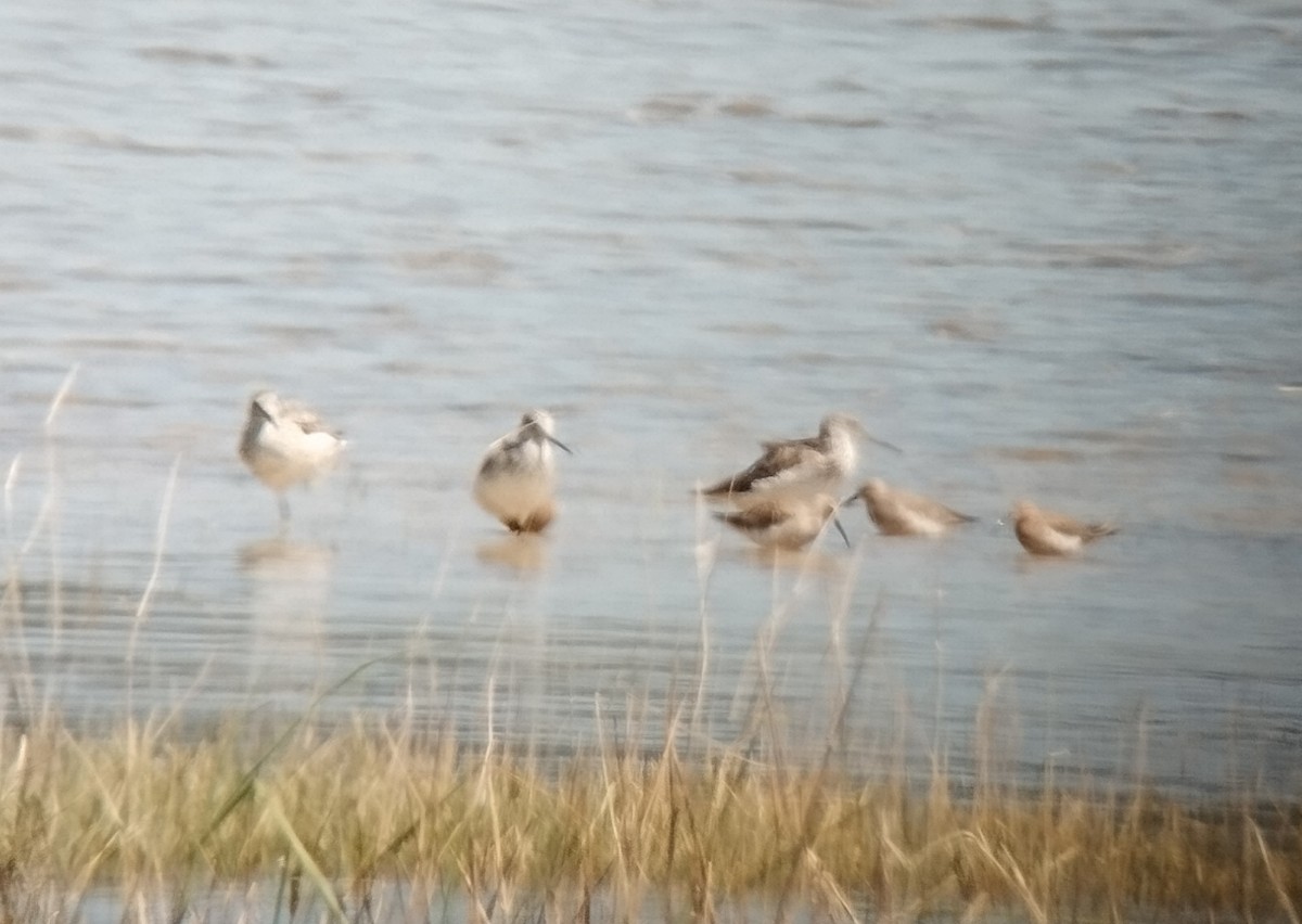 Curlew Sandpiper - Daniel Bosch