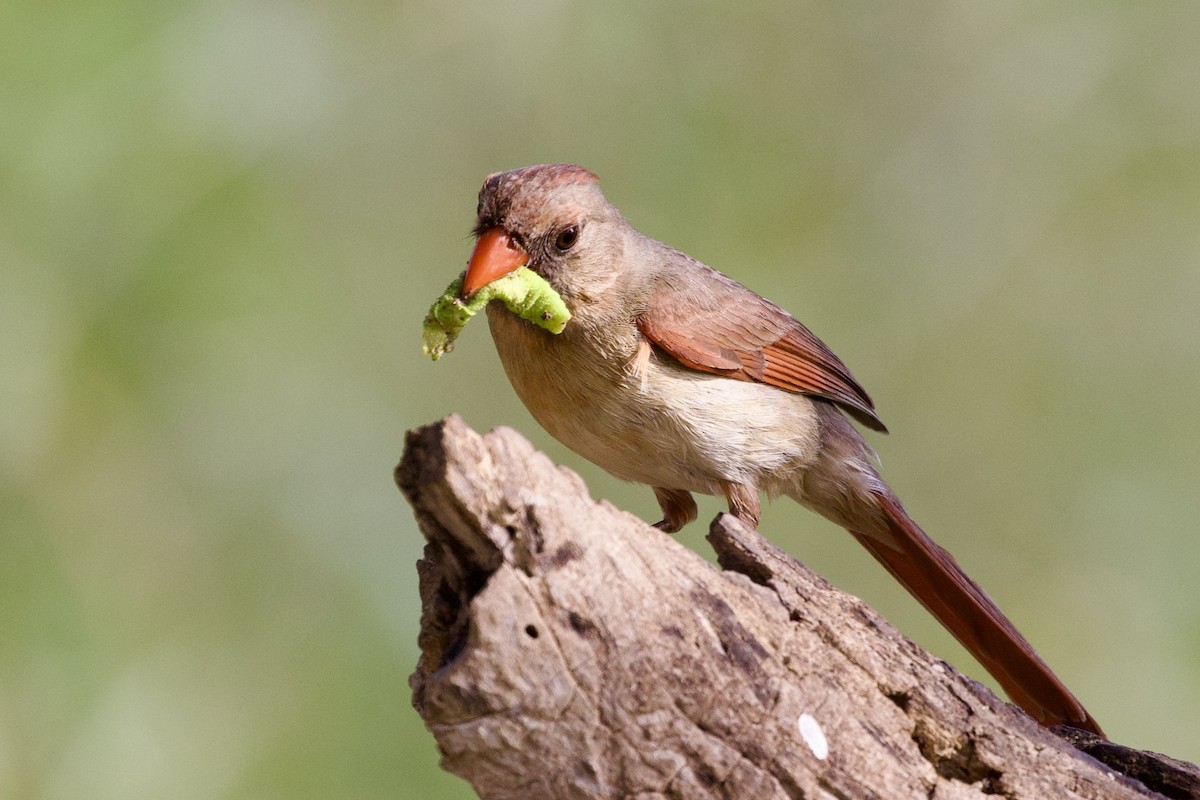 Northern Cardinal - Gary Desormeaux