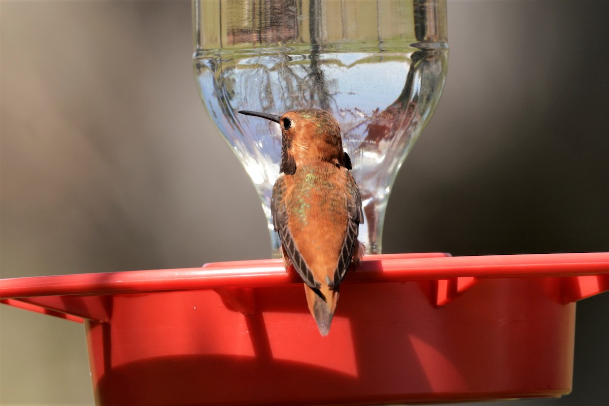 Rufous Hummingbird - ML618157225