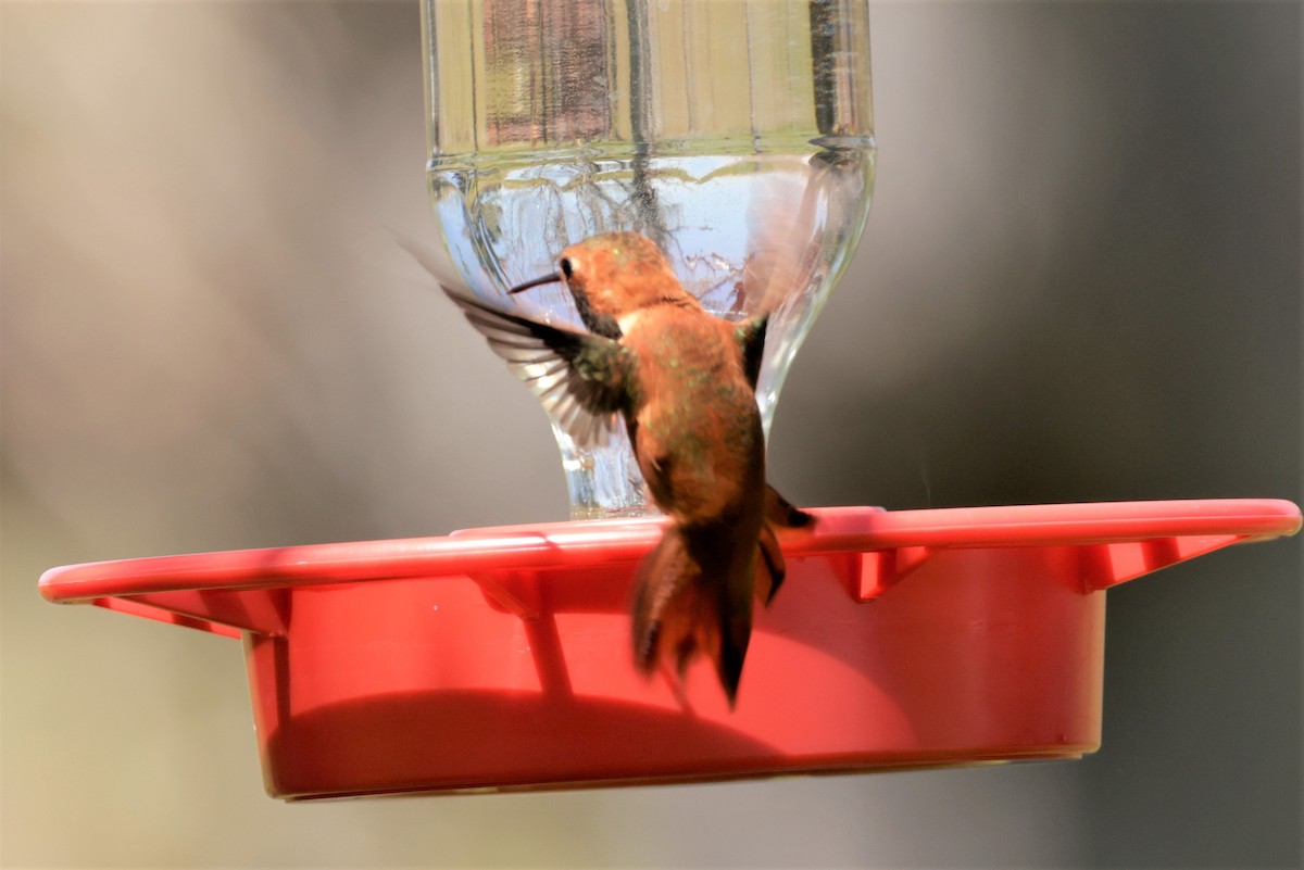 Rufous Hummingbird - ML618157226