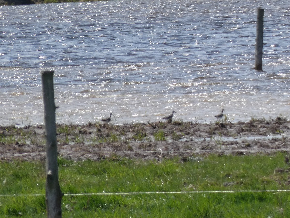 Greater Yellowlegs - ML618157242