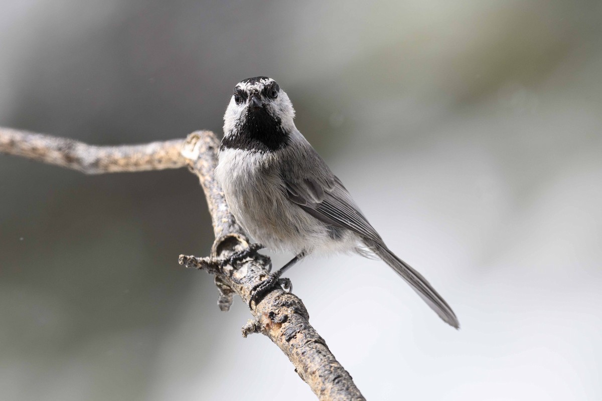 Mountain Chickadee - Cameron Carver