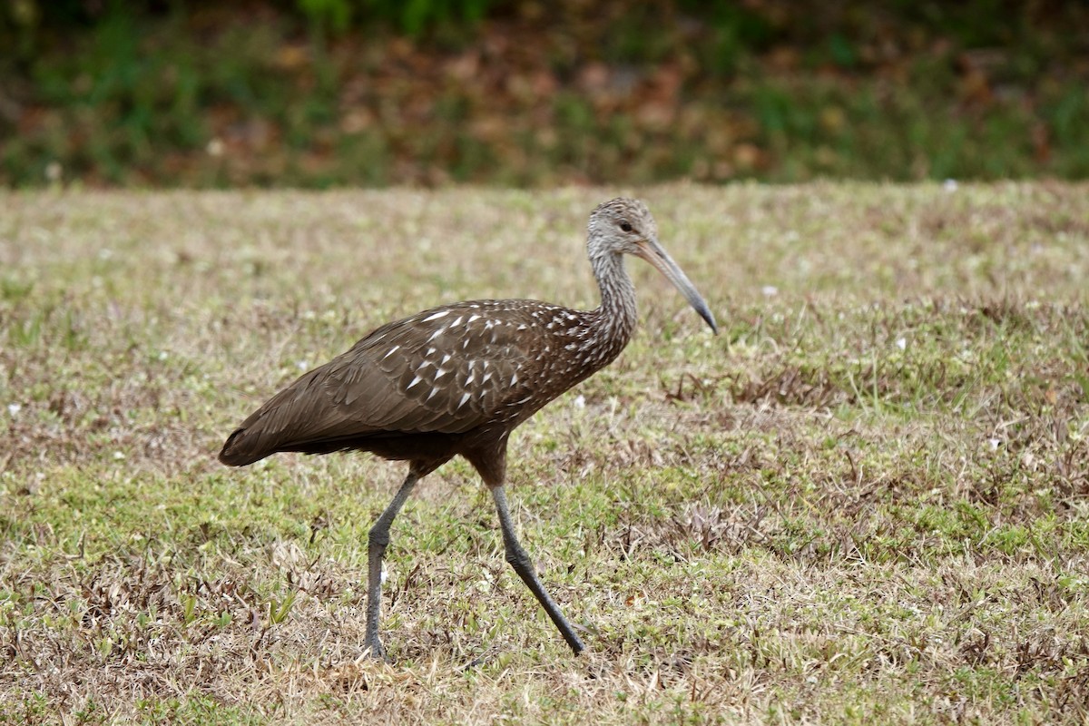 Limpkin - ML618157252