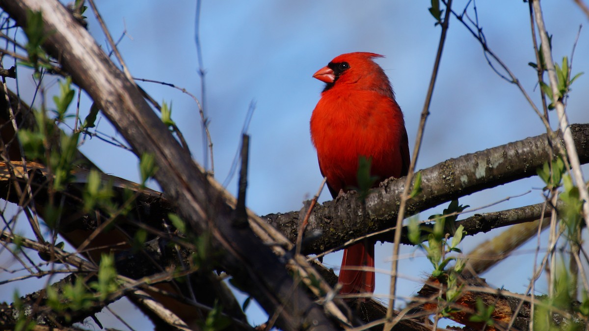 Cardinal rouge - ML618157259
