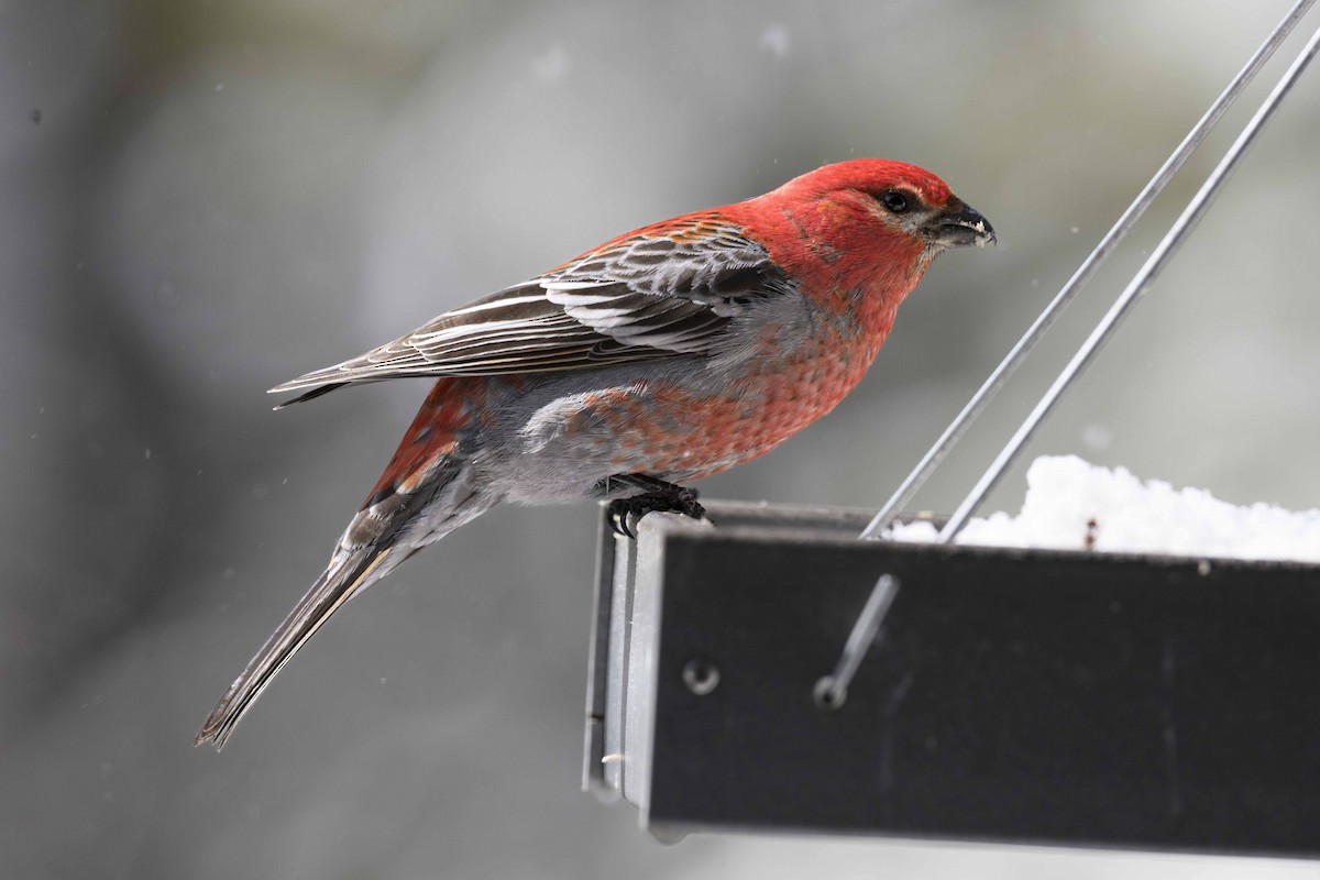 Pine Grosbeak - ML618157266