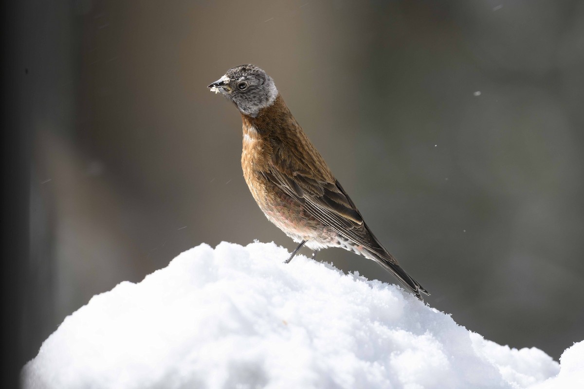 Schwarzstirn-Schneegimpel (littoralis) - ML618157273