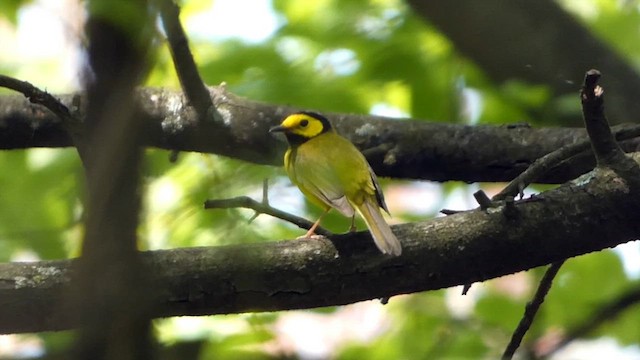 Hooded Warbler - ML618157276