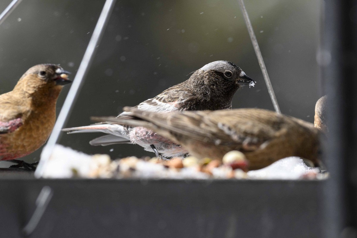 Black Rosy-Finch - Cameron Carver