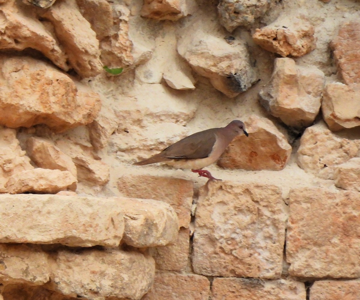 White-tipped Dove - Cristina Cauich -Tzab