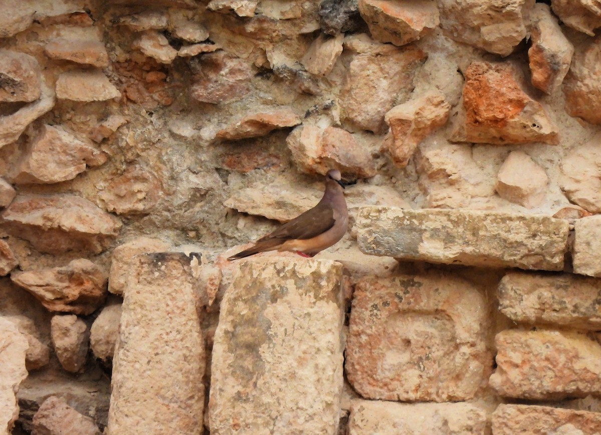 White-tipped Dove - Cristina Cauich -Tzab