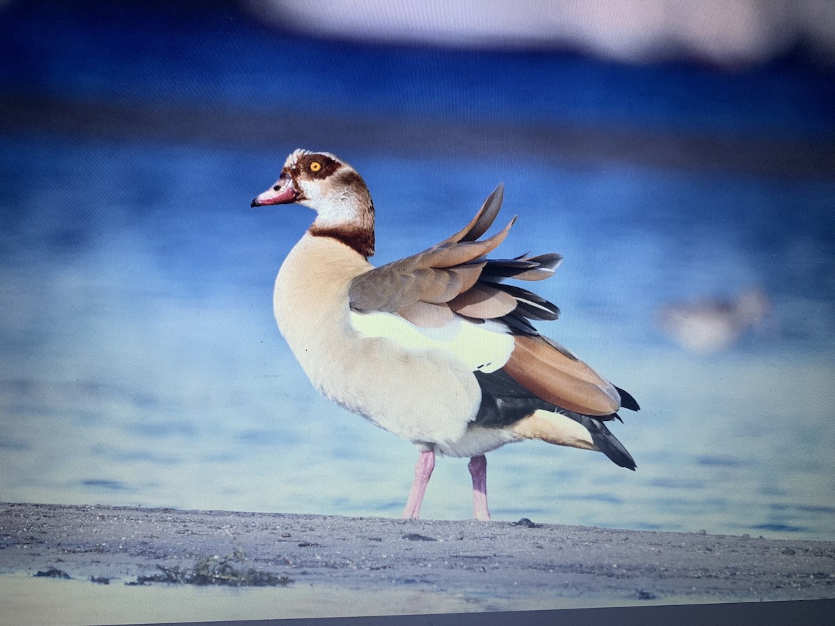 Egyptian Goose - Mahmoud Elshamy