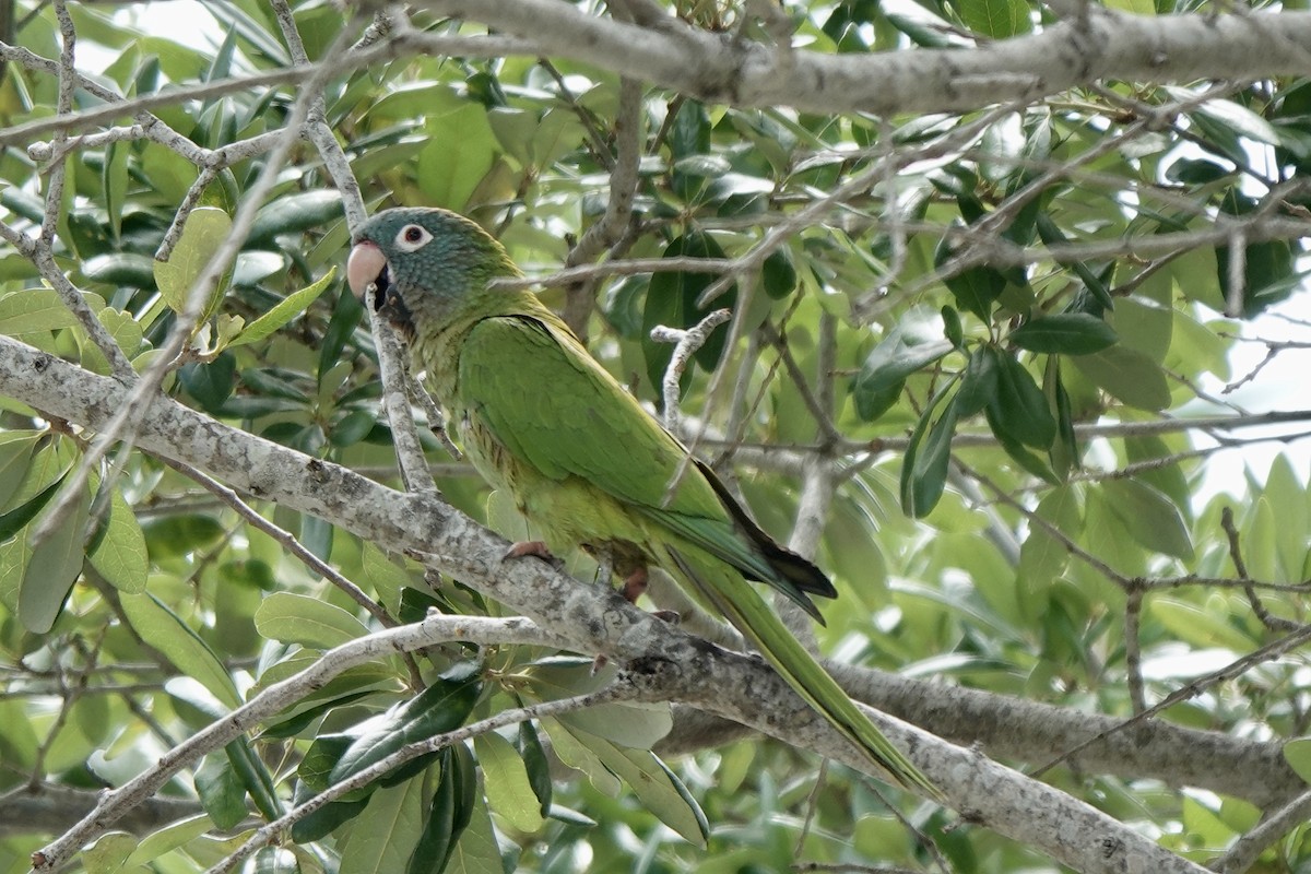 Conure à tête bleue - ML618157320