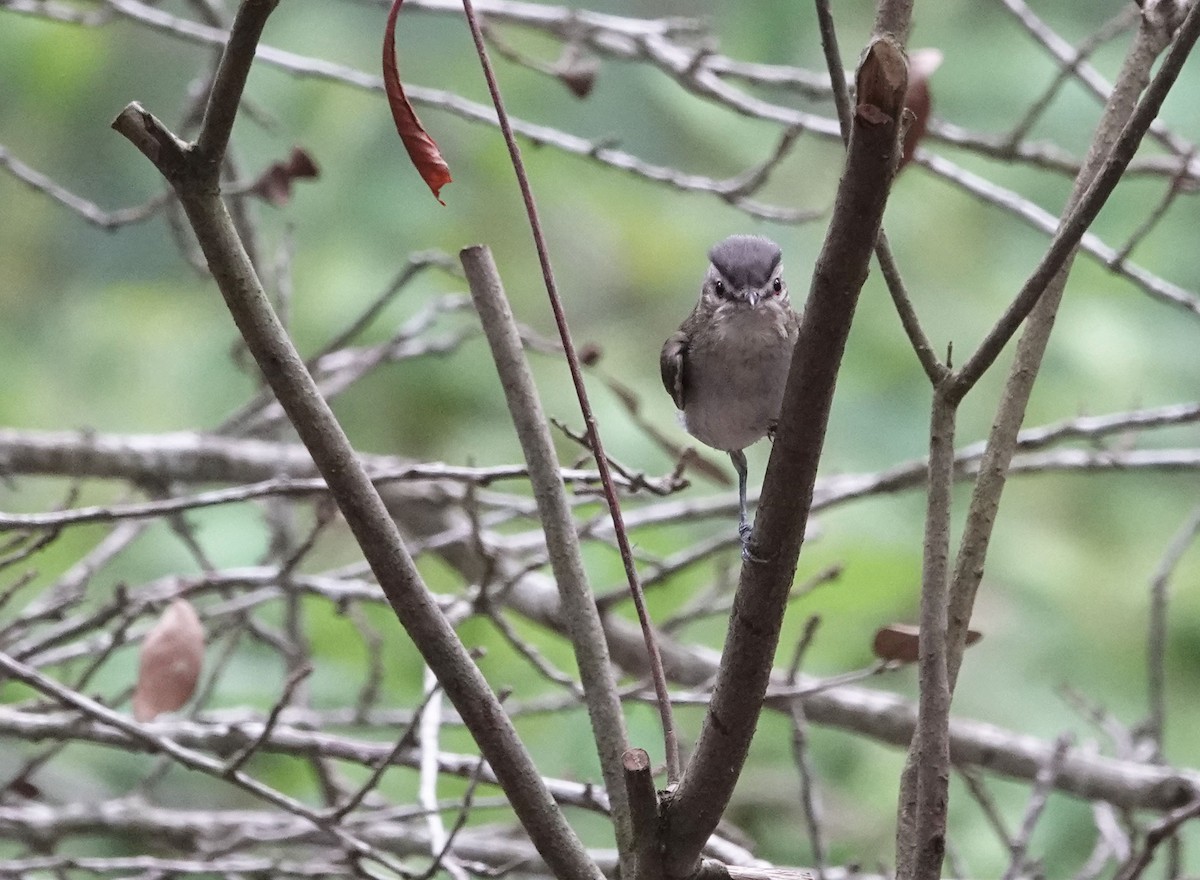 Red-eyed Vireo - ML618157339