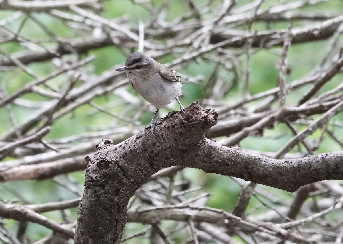 Red-eyed Vireo - ML618157340