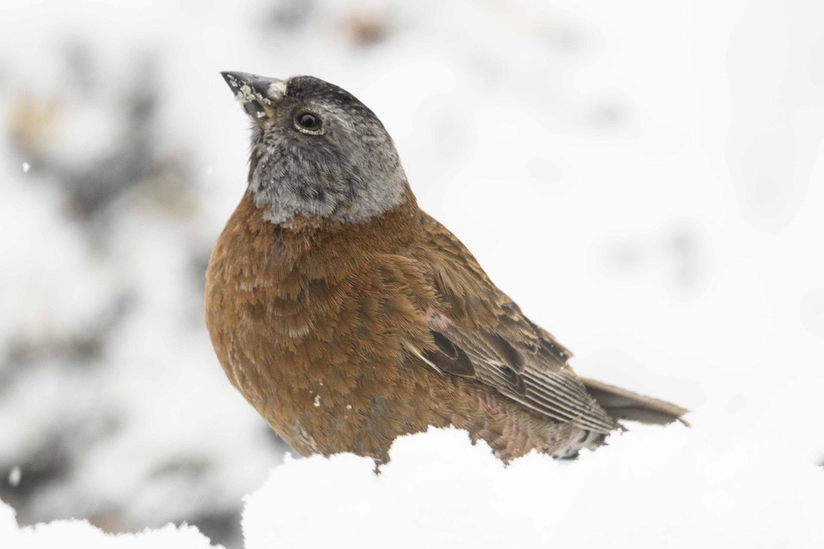 grånakkefjellfink (littoralis) - ML618157356