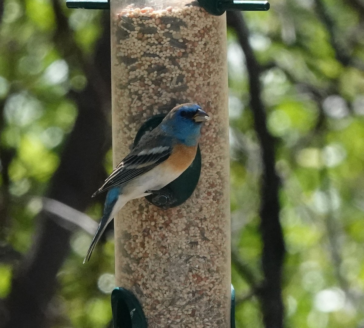 Lazuli Bunting - ML618157361