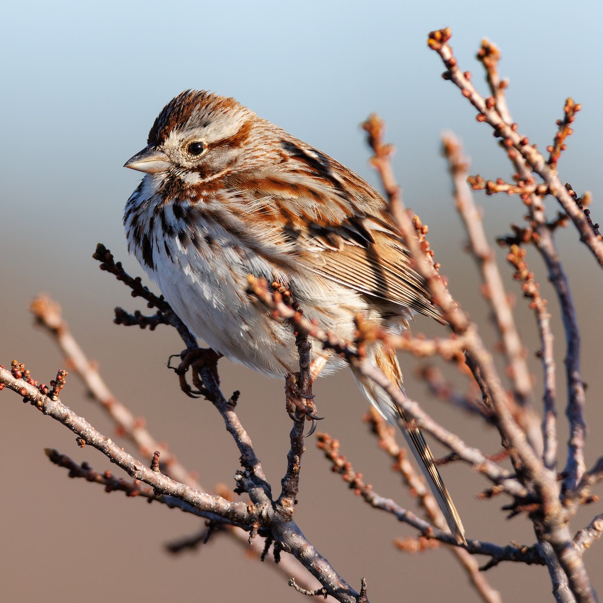 Song Sparrow - Matt Tarr