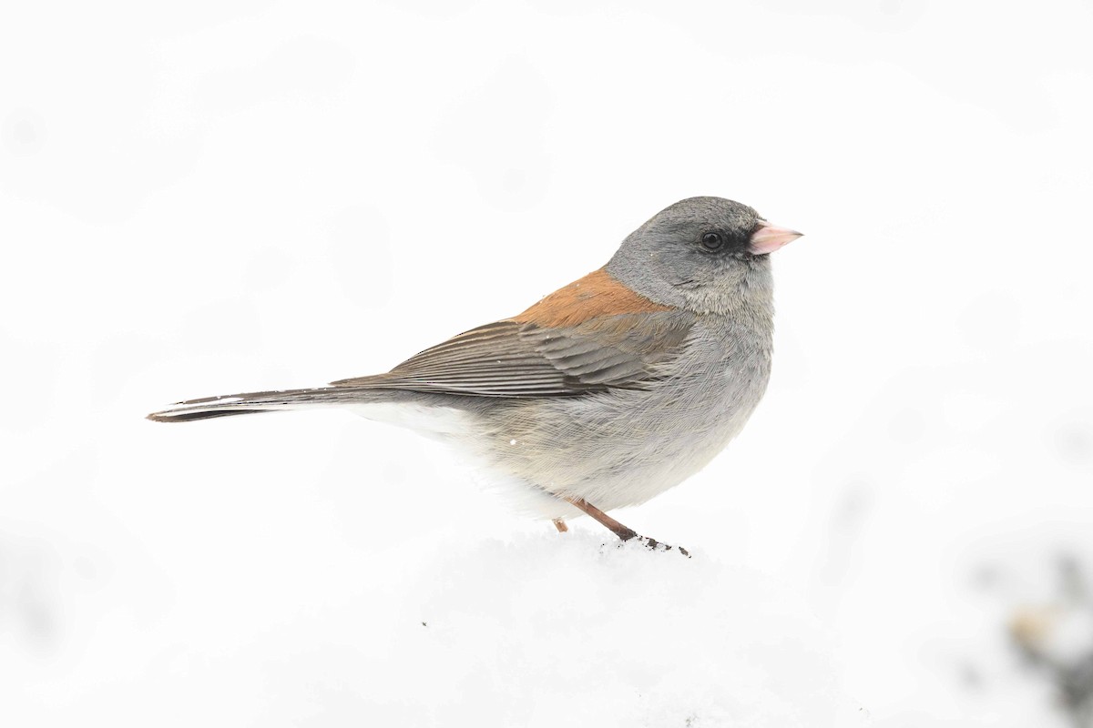 Dark-eyed Junco (Gray-headed) - Cameron Carver