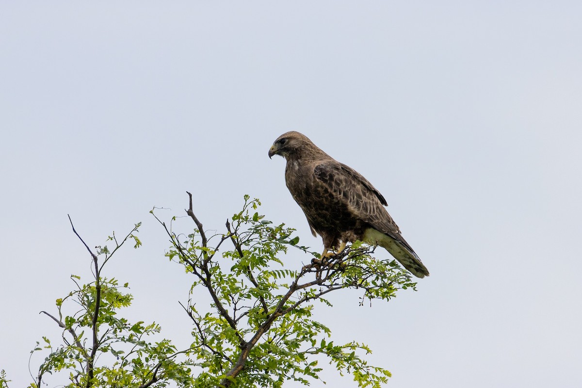 Свенсонов канюк - ML618157388