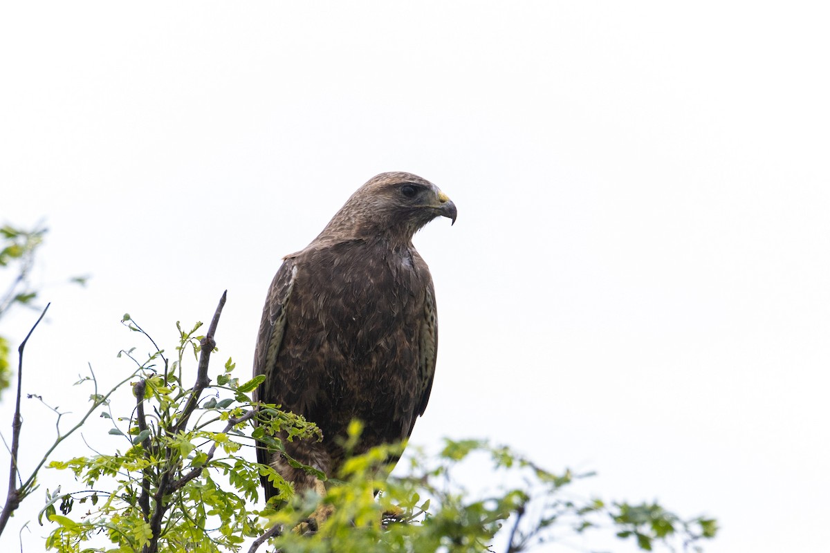 Swainson's Hawk - Jacob Miranda