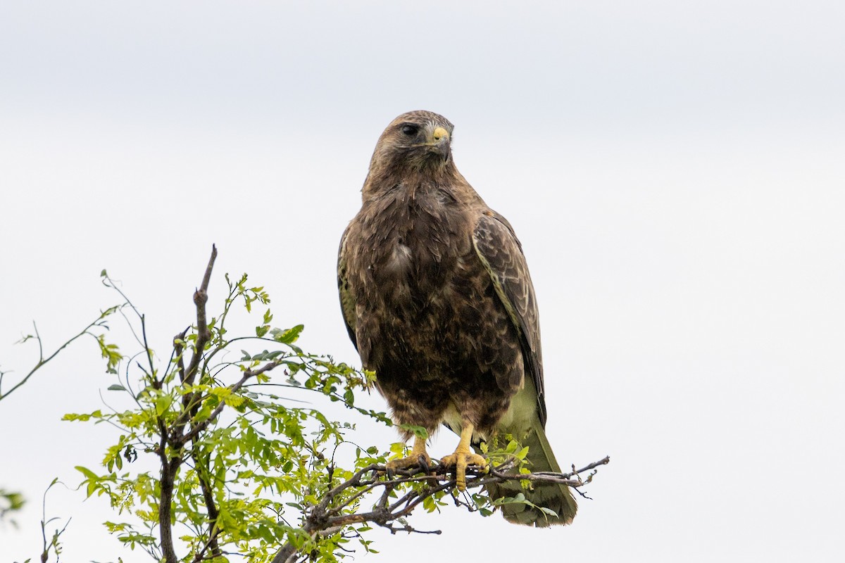 Swainson's Hawk - Jacob Miranda