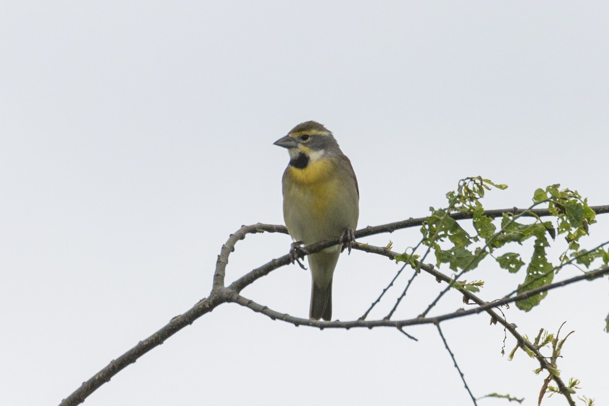 Dickcissel d'Amérique - ML618157399