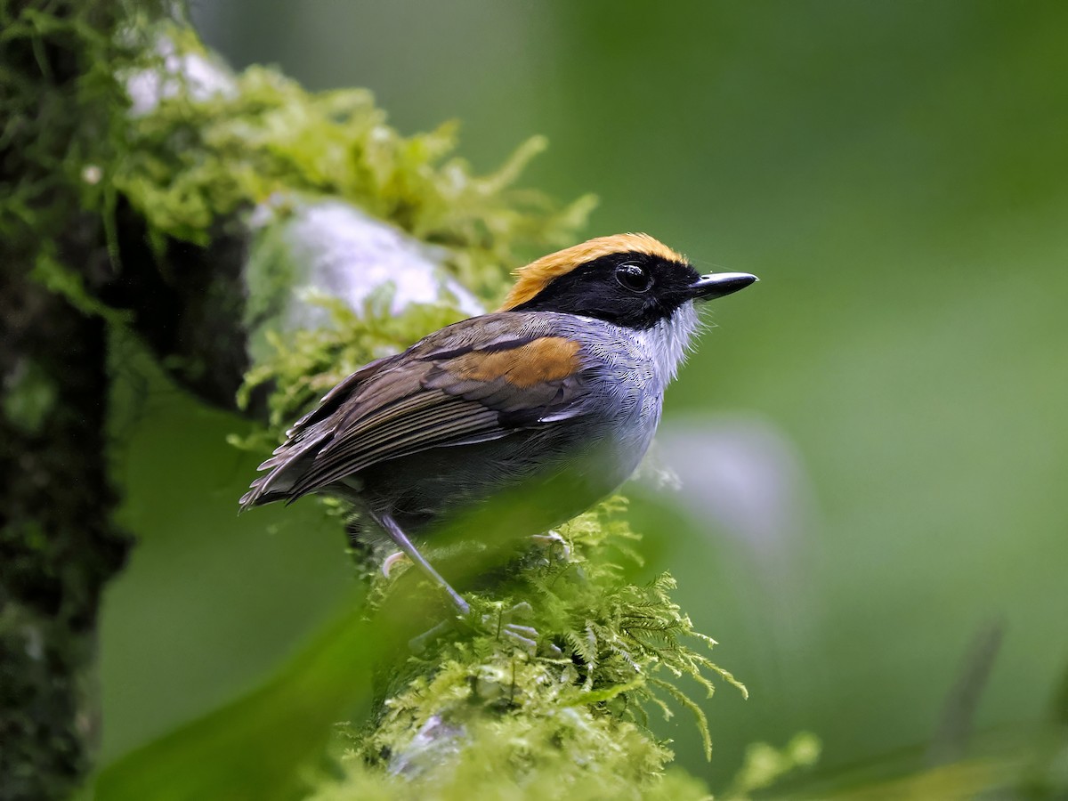 Black-cheeked Gnateater - Gabriel Willow