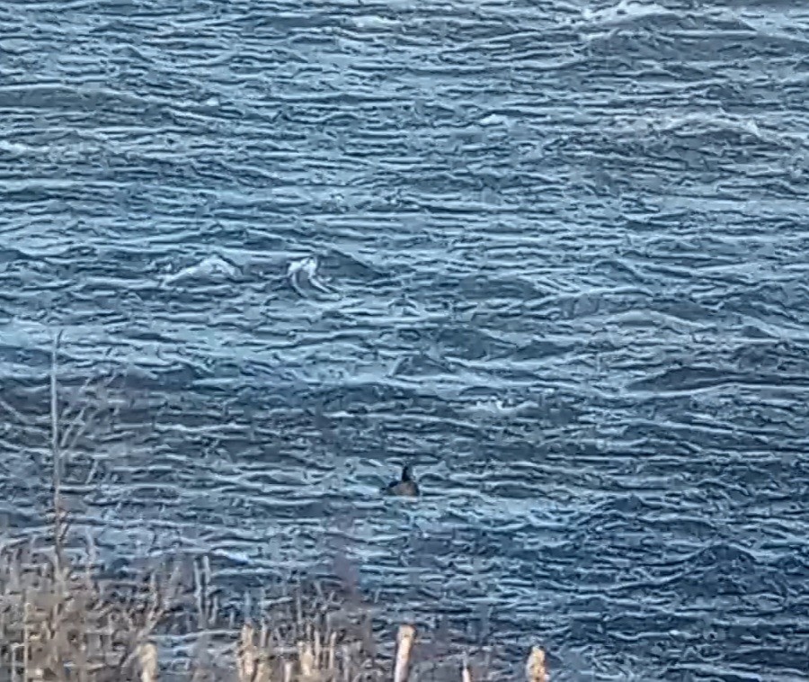 Lesser Scaup - Toby Sedgwick