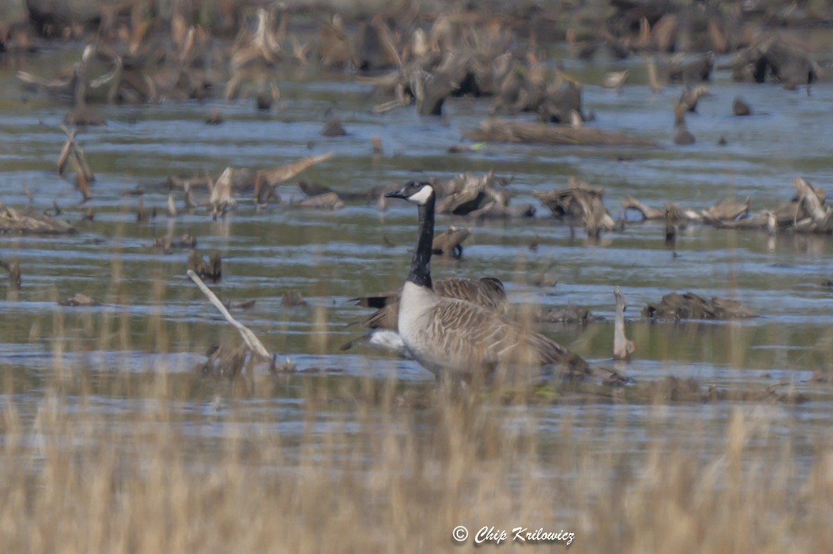 Canada Goose - Chip Krilowicz