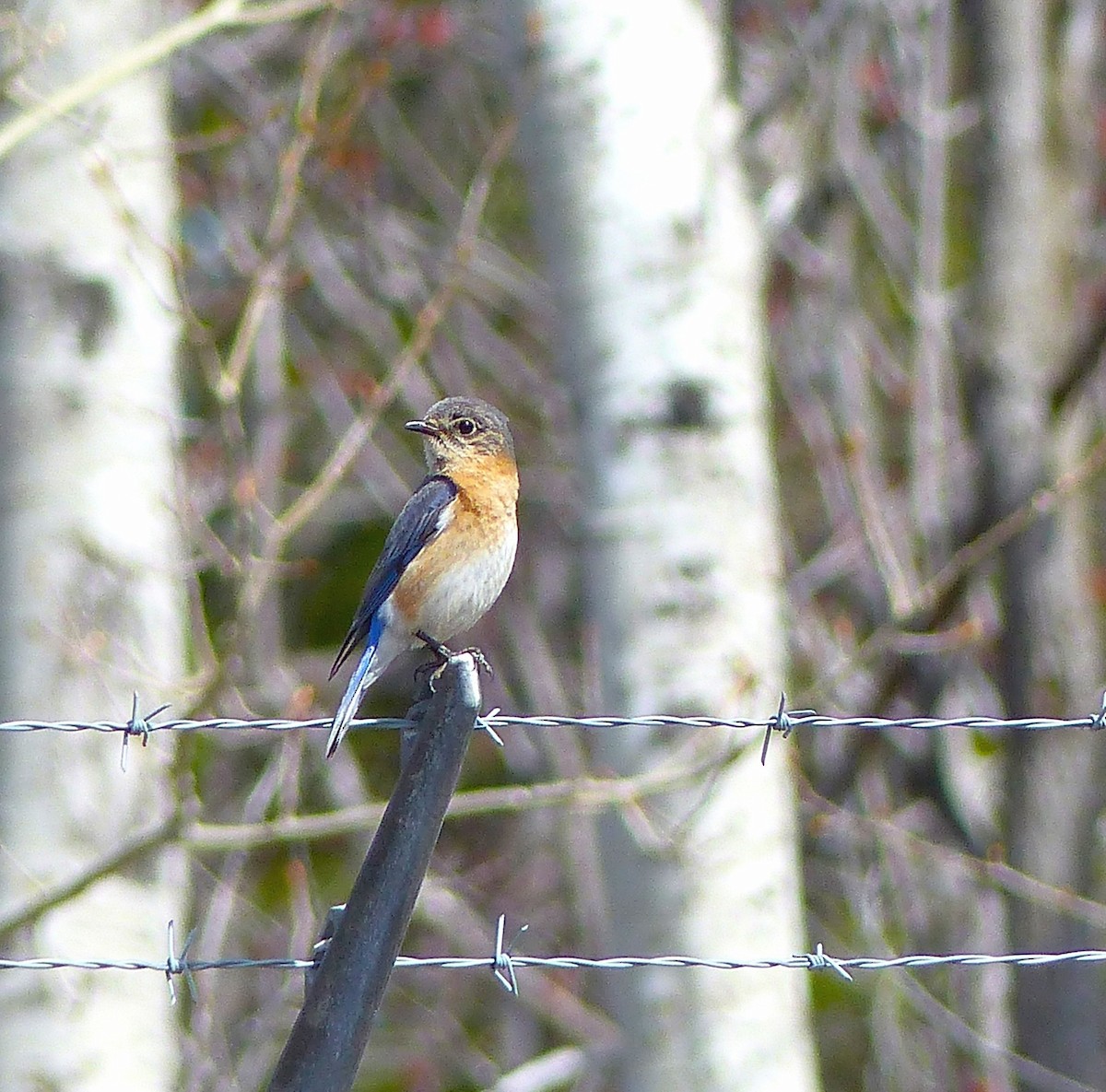 Eastern Bluebird - Marie Giroux