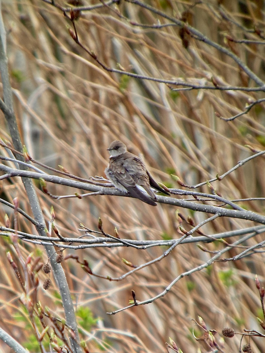 Northern Rough-winged Swallow - ML618157446