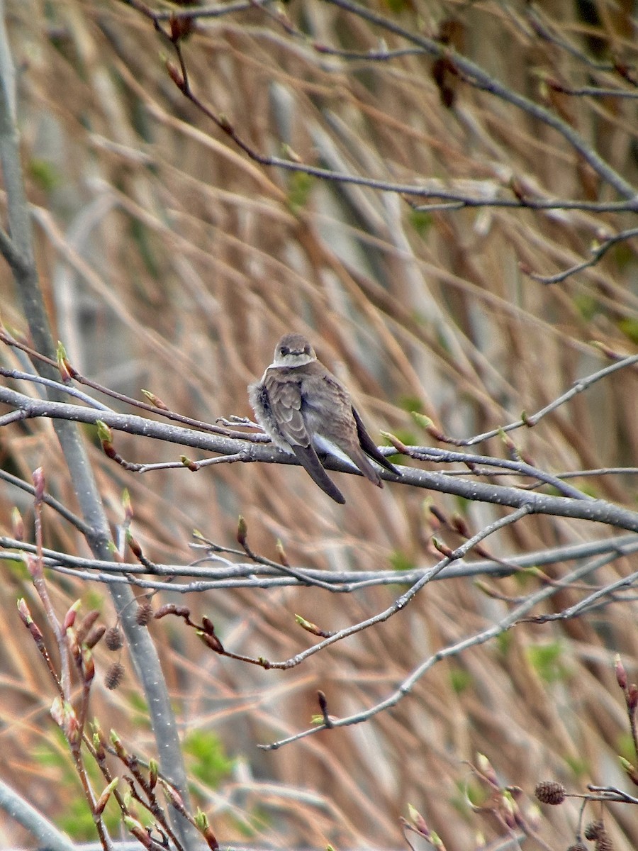 Northern Rough-winged Swallow - ML618157447