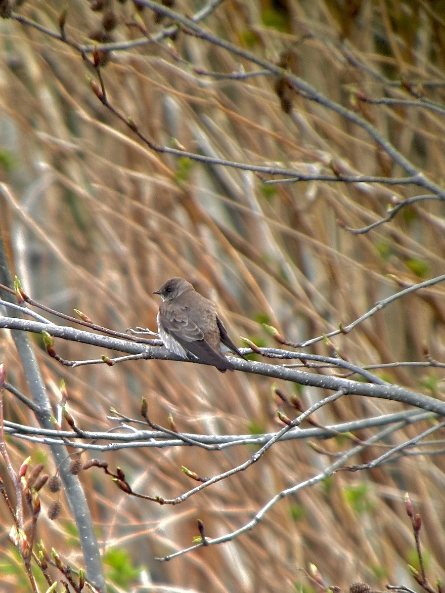 Northern Rough-winged Swallow - Detlef Buettner