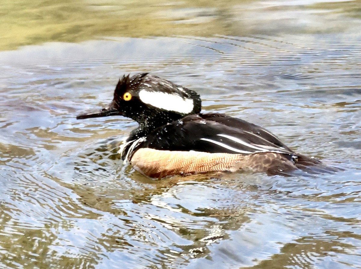 Hooded Merganser - Charlie   Nims