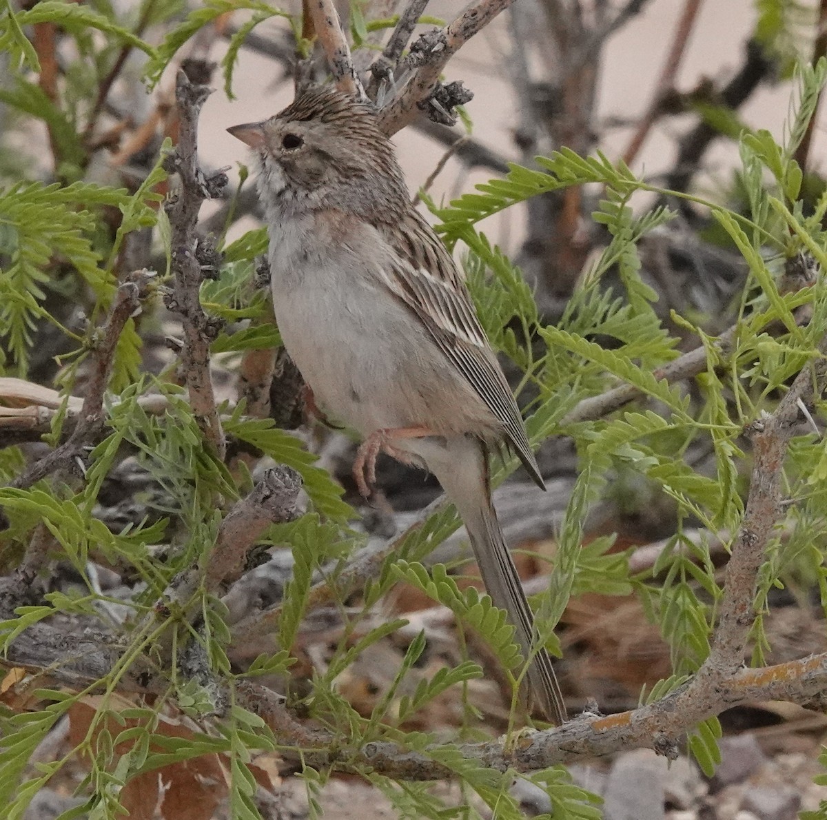 Brewer's Sparrow - Dawn Abbott