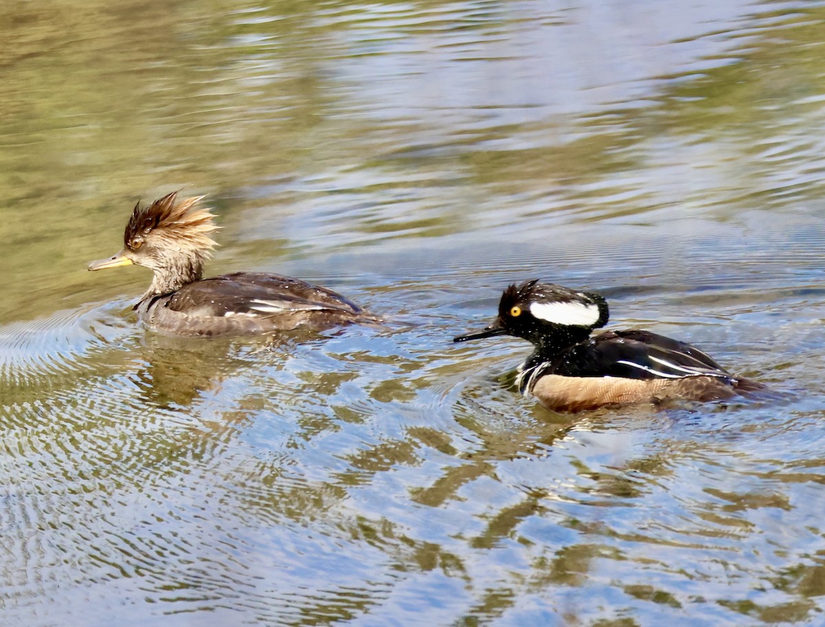 Hooded Merganser - ML618157461