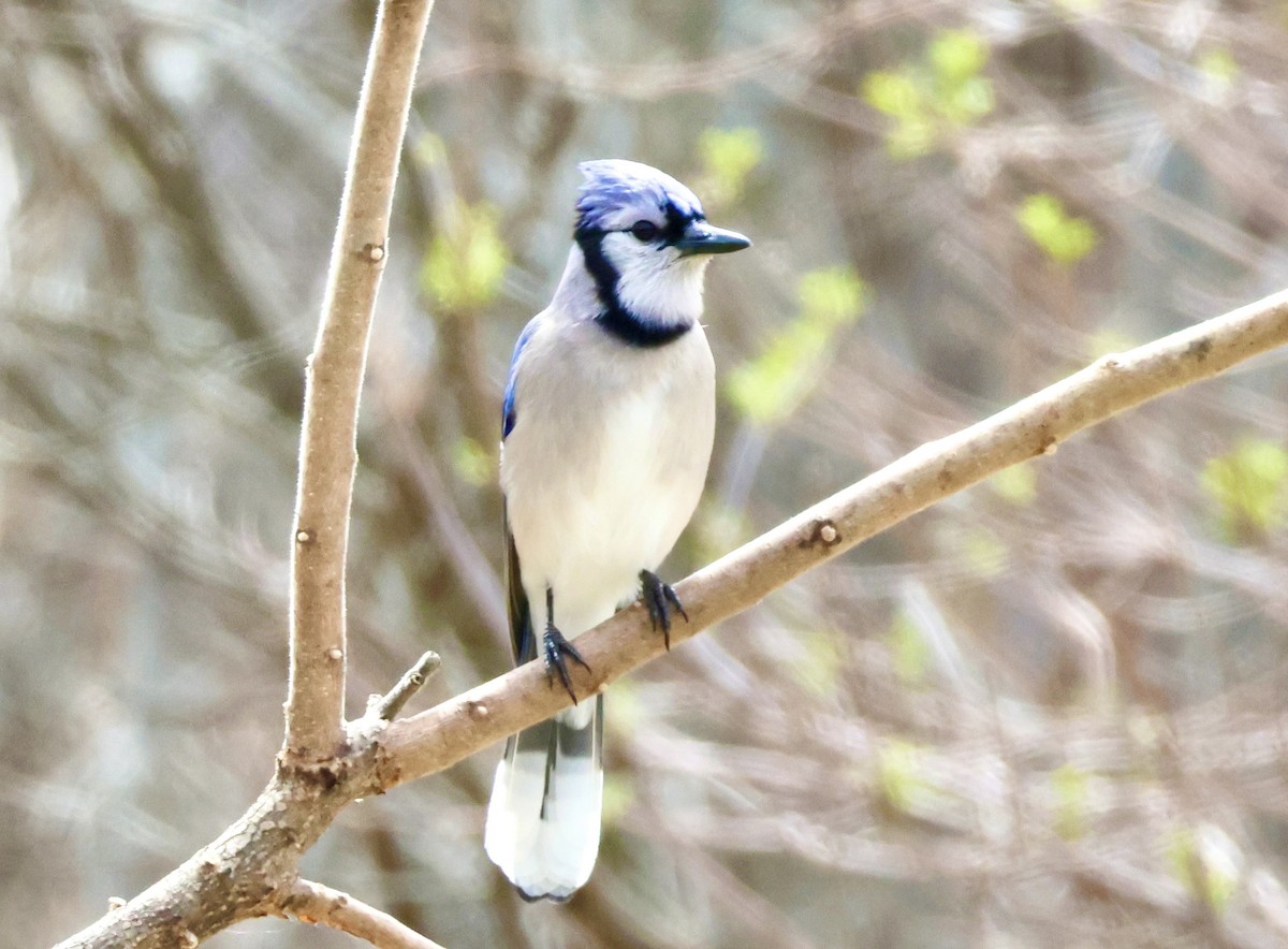 Blue Jay - ML618157471