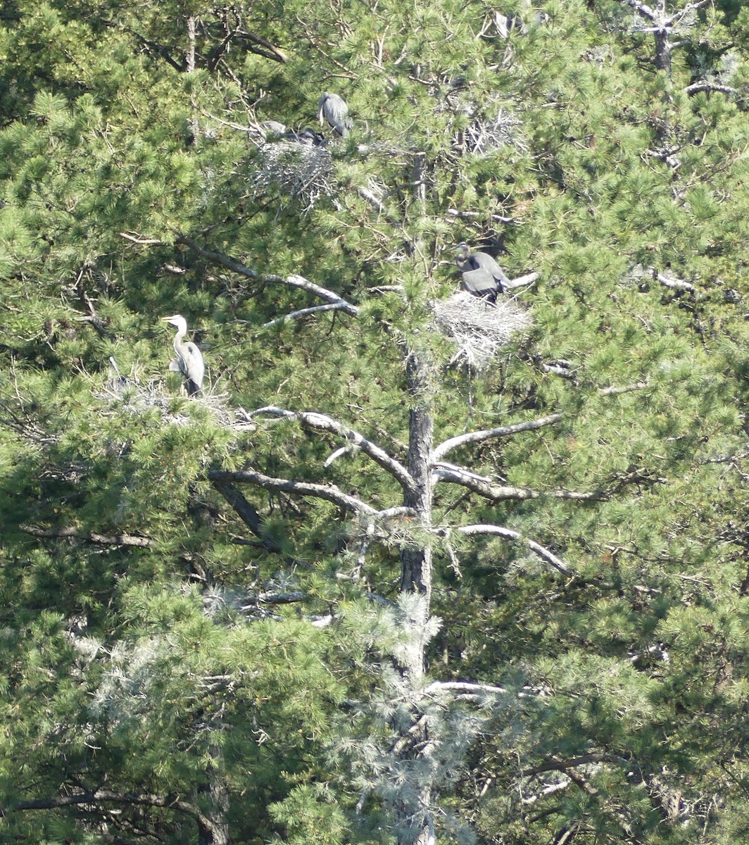 Great Blue Heron - Harriet Bell