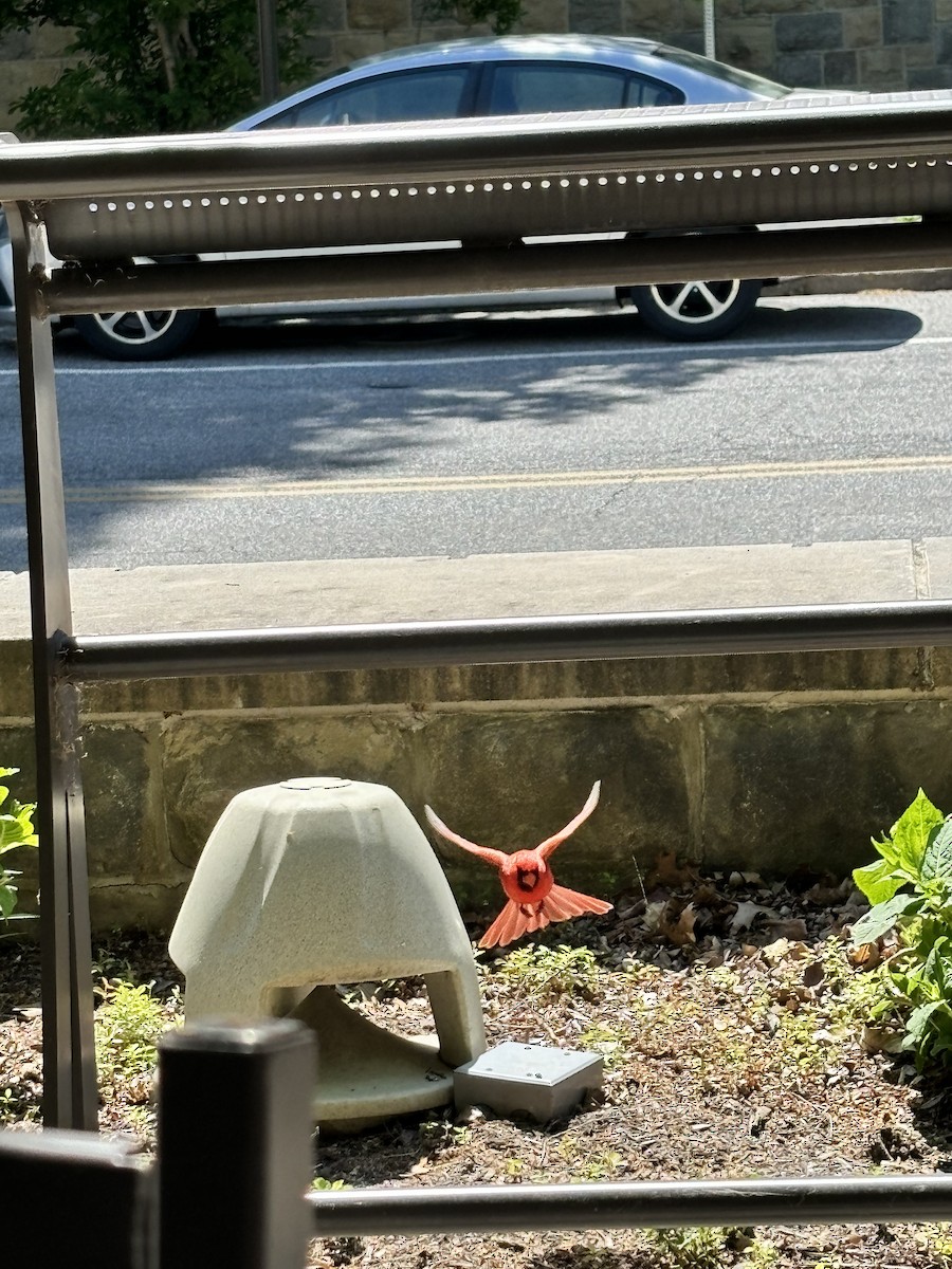 Northern Cardinal - Mairin Mockenhaupt