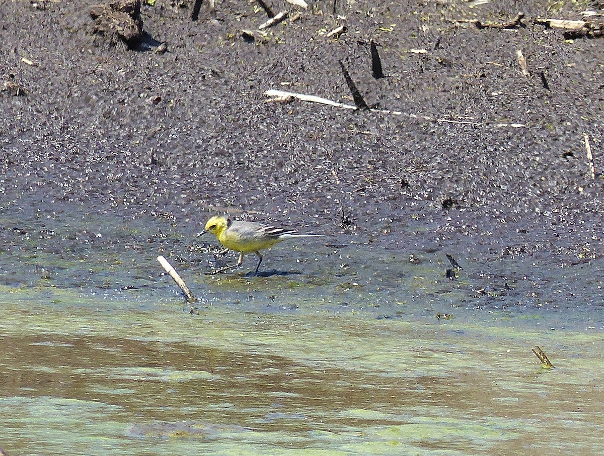 Citrine Wagtail - Simon Warford