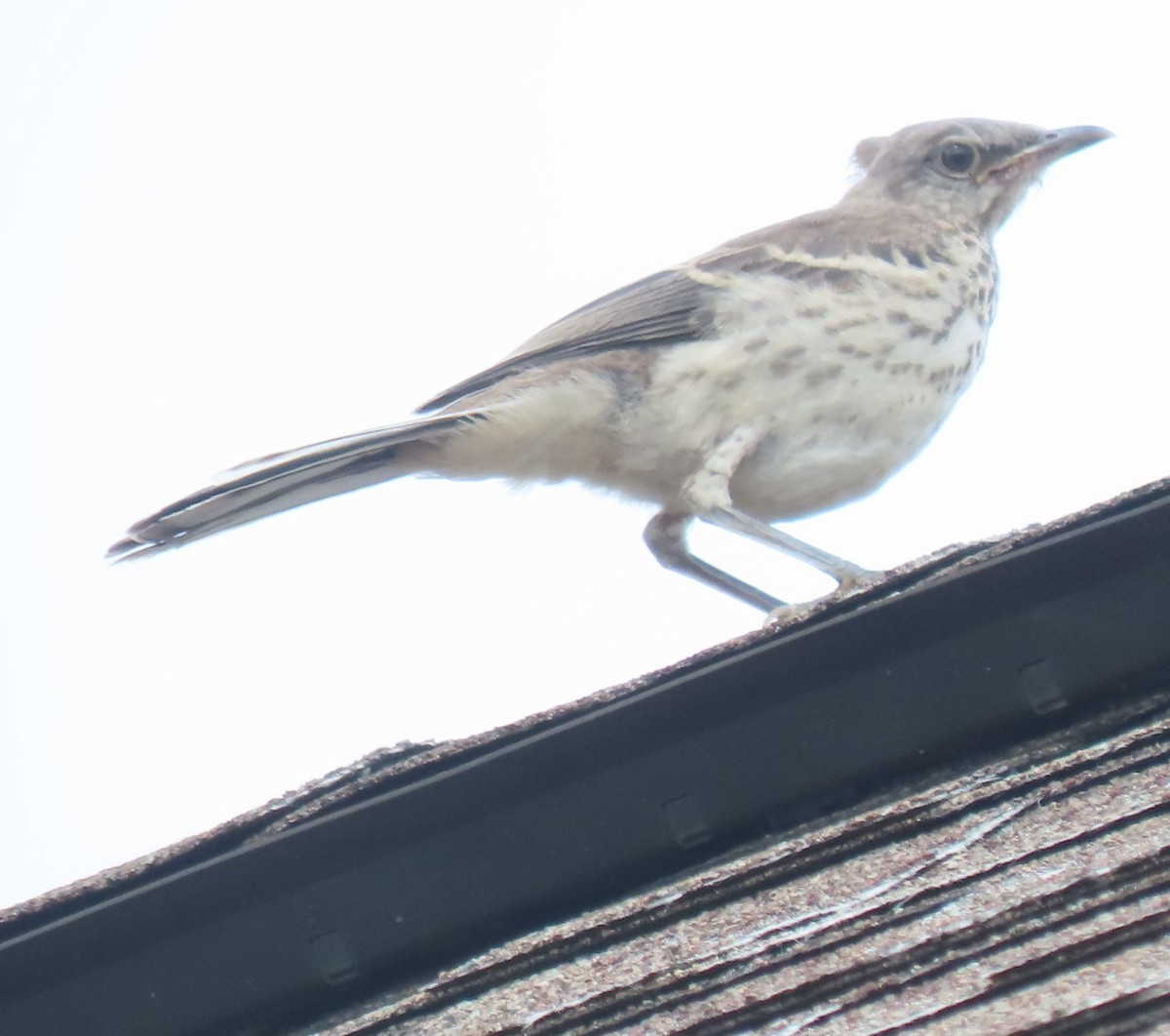 Northern Mockingbird - Bill Wright_cc