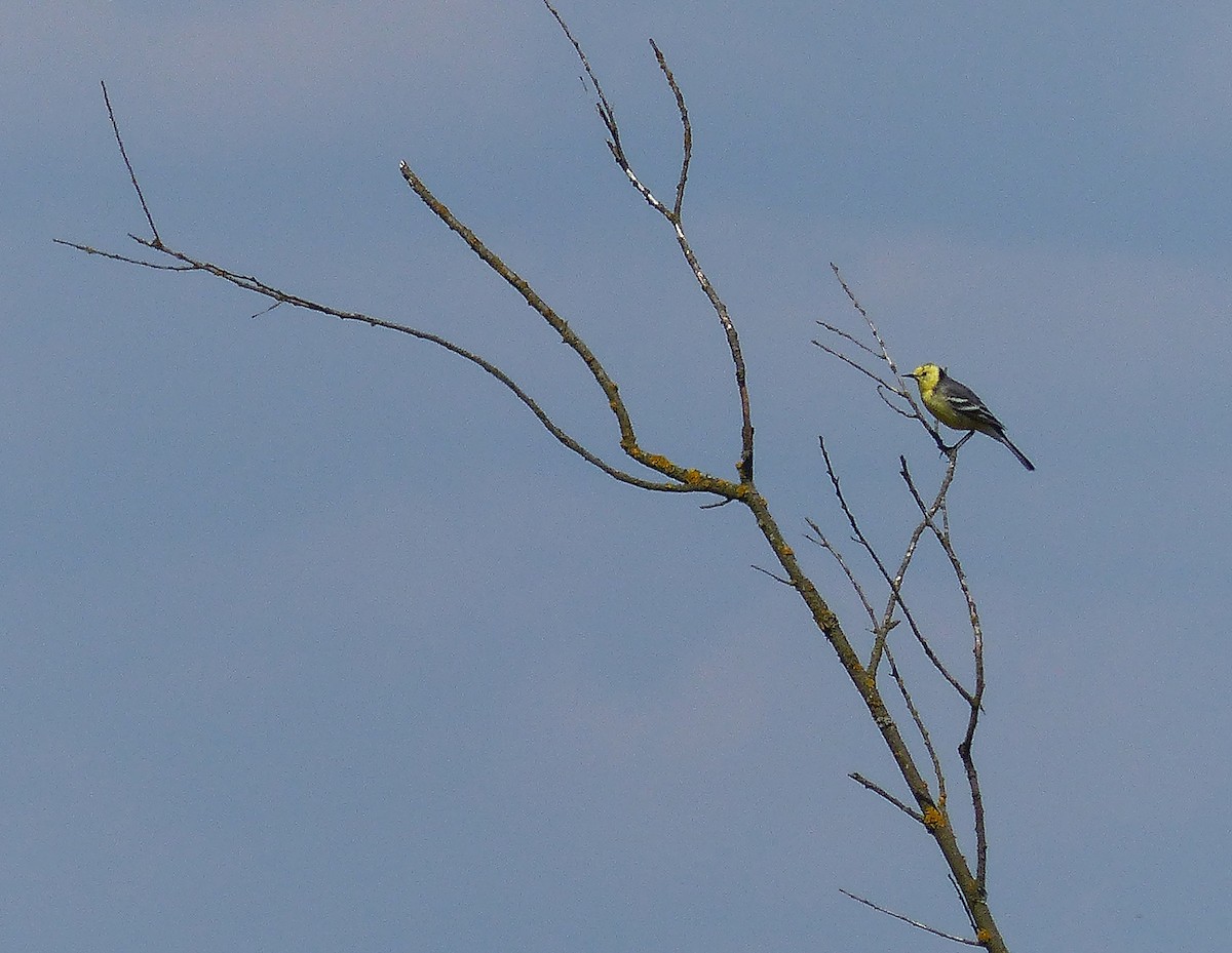 Citrine Wagtail - ML618157500